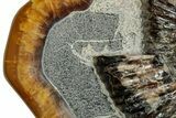 Ammonite (Speetoniceras) Fossil in Decorative Simbircite Display #228076-3